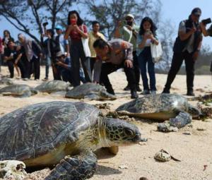 Turtles offer early warning from a warming Mediterranean