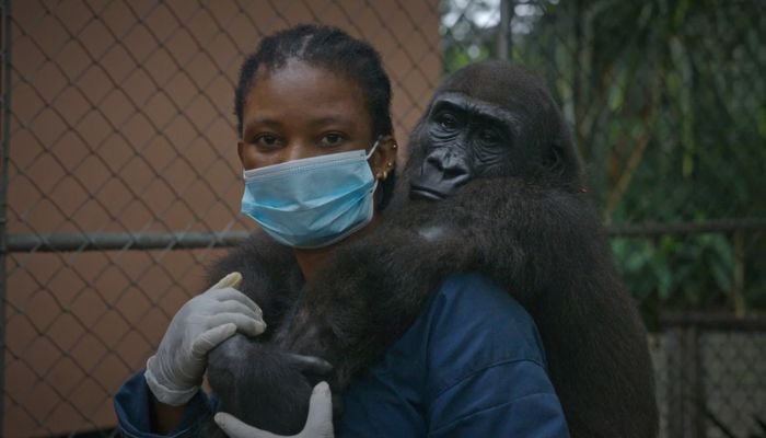 Baby gorilla rescued from traffickers gets second chance at life after three years