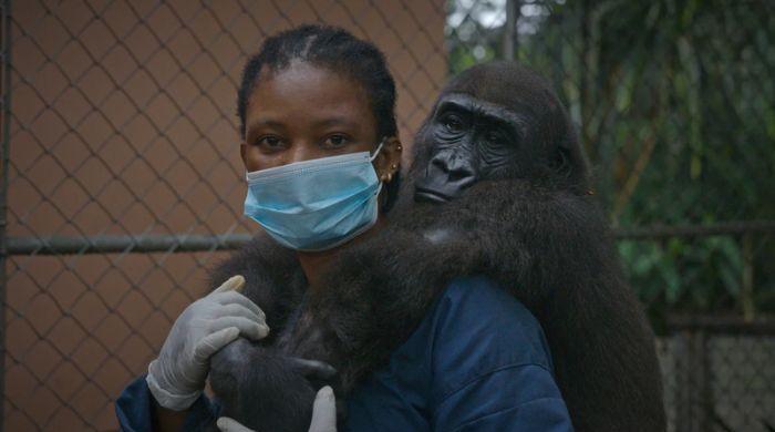 Baby gorilla rescued from traffickers gets second chance at life after three years