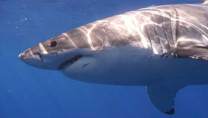 A Great White shark is pictured in the Eastern North Pacific in this undated handout photograph courtesy of Kevin Weng, University of Hawaii. — Reuters