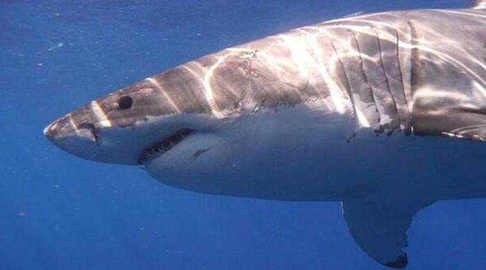 Shark kills swimmer off South Africa's southeast coast