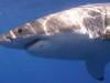 Shark kills swimmer off South Africa's southeast coast
