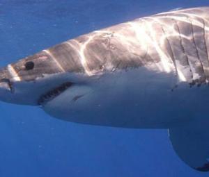 Shark kills swimmer off South Africa's southeast coast