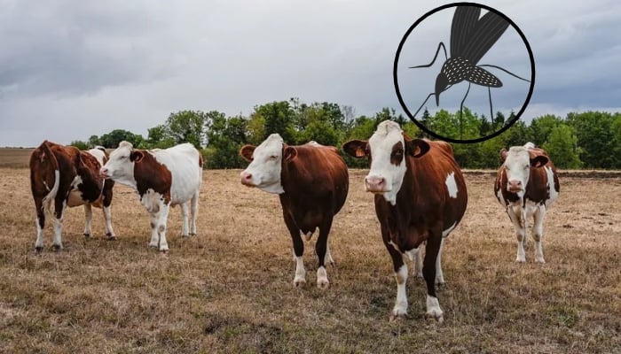France records first human case of Shamonda virus, officials say