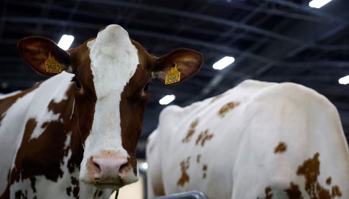 France reports first human case of livestock virus Shamonda after ...