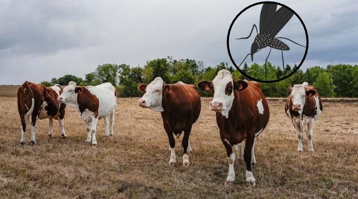 France records first human case of Shamonda virus, officials say