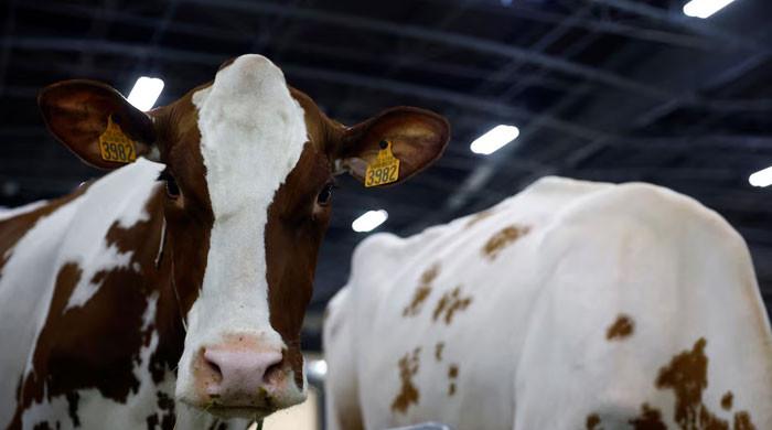 France reports first human case of livestock virus Shamonda after patient dies