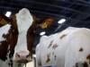 France reports first human case of livestock virus Shamonda after patient dies