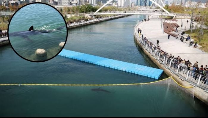 South Korea’s celebrity shark foil rescue attempt, returns to Busan canal