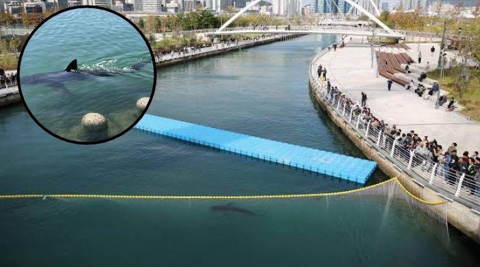 South Korea's celebrity shark foil rescue attempt, returns to Busan canal