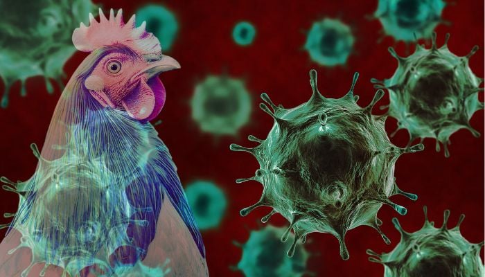Avian Influenza cases intensify worldwide: Here’s how to reduce your risk