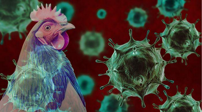 Avian Influenza cases intensify worldwide: Here's how to reduce your risk