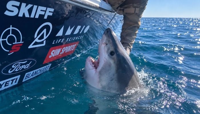 Great White Shark lunges at woman on fishing trip off Tybee Island: See full details