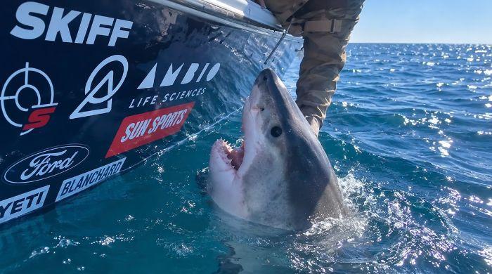 Great White Shark lunges at woman on fishing trip off Tybee Island: See full details