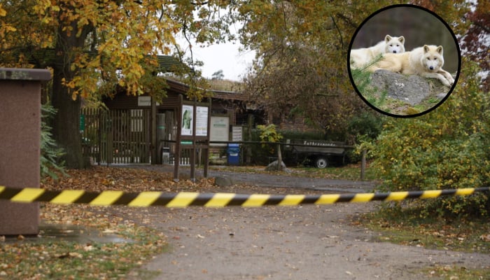 Wolf attacks 8-year-old girl at German wildlife park in Brandenburg