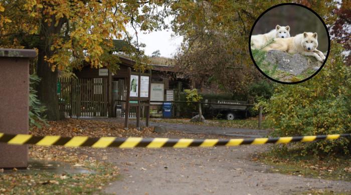 Wolf attacks 8-year-old girl at German wildlife park in Brandenburg